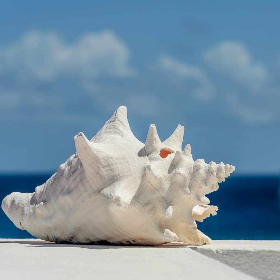 Ganga Shankh (Conch)