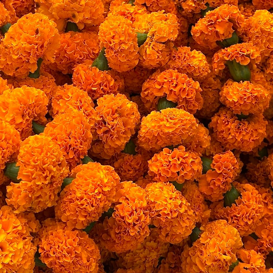 Marigold Toran (Door Hanging)