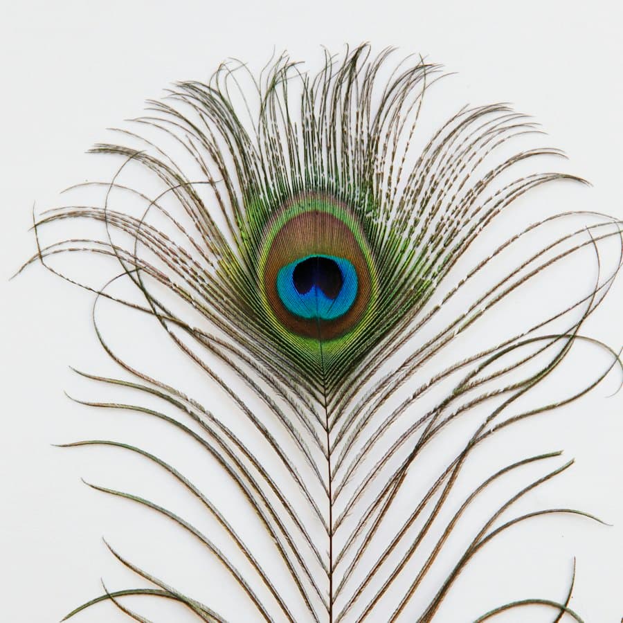 Mor Pankh — Peacock Feathers (Set of 5)